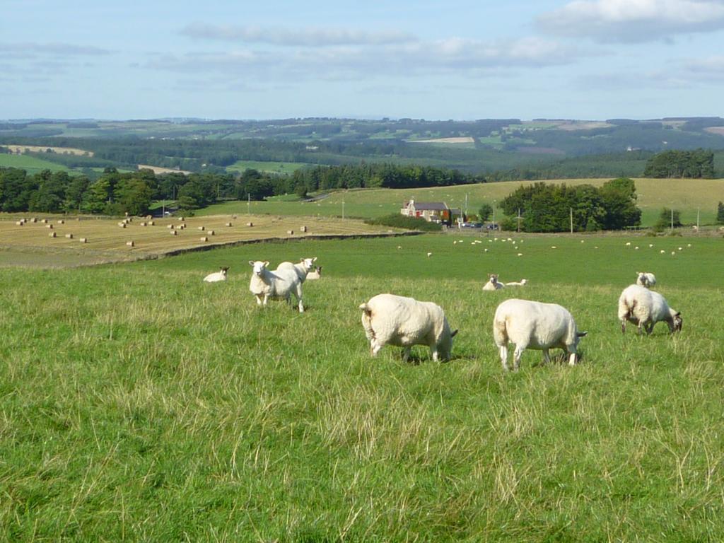 Bed and Breakfast Rye Hill Farm Hexham Exteriér fotografie