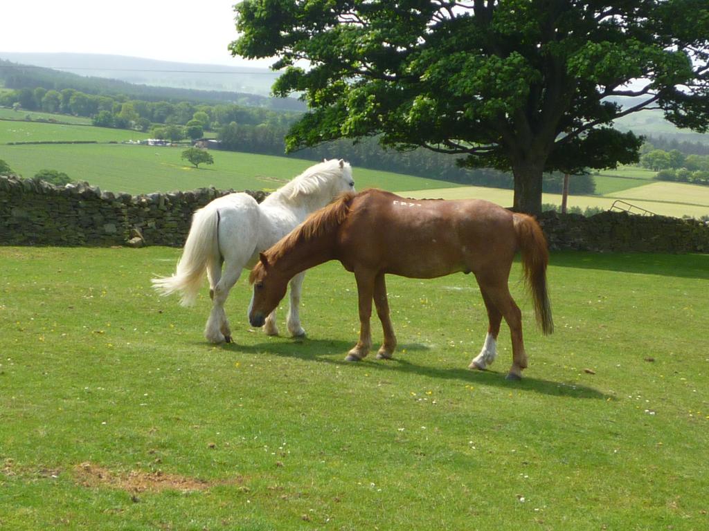 Bed and Breakfast Rye Hill Farm Hexham Exteriér fotografie